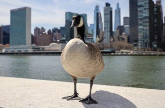 Chook Flu Has Made It to the Massive Apple