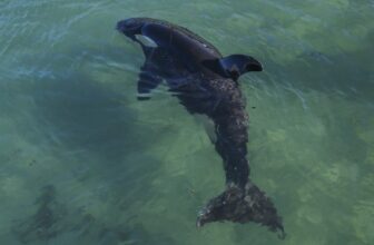 Man Charged After Making an attempt to Physique Slam an Orca in New Zealand