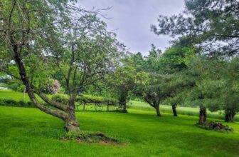 The Little Issues E-newsletter #417 – Life, laughter, and many nice meals!