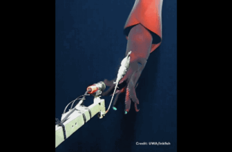 Wild Video Reveals Deep-Sea Squid Utilizing Its ‘Headlights’ to Assault Digital camera