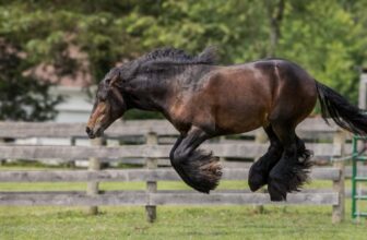 Verify Out the Funniest Pet Photographs of 2024