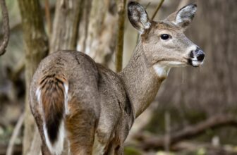 Prion Illness Is Spreading in Deer. Here is What We Know In regards to the Threat to People