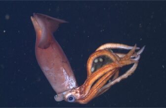 Newly Found Deep Sea Squid Sacrifices Herself to Preserve Large Eggs Secure