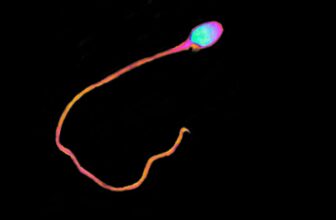 Male Start Management Gel Kicks in Sooner Than Anticipated, Examine Finds