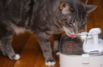 Petlibro Dockstream Evaluate: Good however expensive