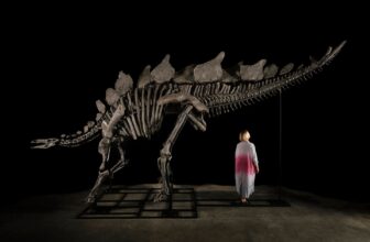 Stegosaurus Fossil Sells to Hedge Fund Billionaire for $45 Million