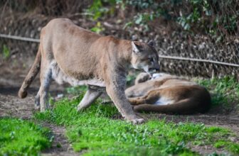 First U.S. Case of Deadly Mind Virus Present in Colorado Mountain Lion