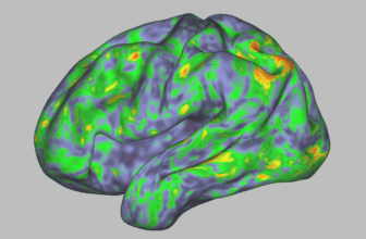 We Can Now See How Psilocybin Modifications the Mind