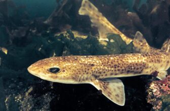 Shark Eggs Might Merely Cease Hatching Beneath Local weather Change