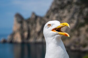 ‘Very Irritated’ Seagulls Are Waging Battle on NYC’s Seaside Drones