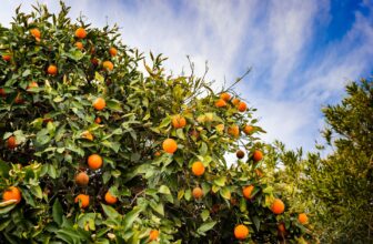 Will Florida’s Oranges Survive One other Hurricane Season?