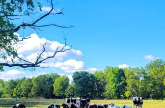 The Little Issues E-newsletter #433 – Life, laughter, and plenty of nice meals!