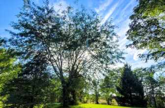 The Little Issues E-newsletter #437 – Life, laughter, and many nice meals!